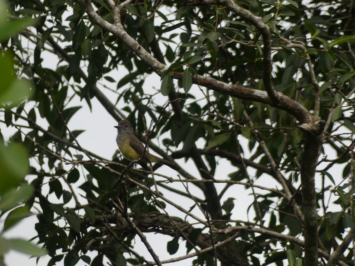 Panama Flycatcher - ML640911979