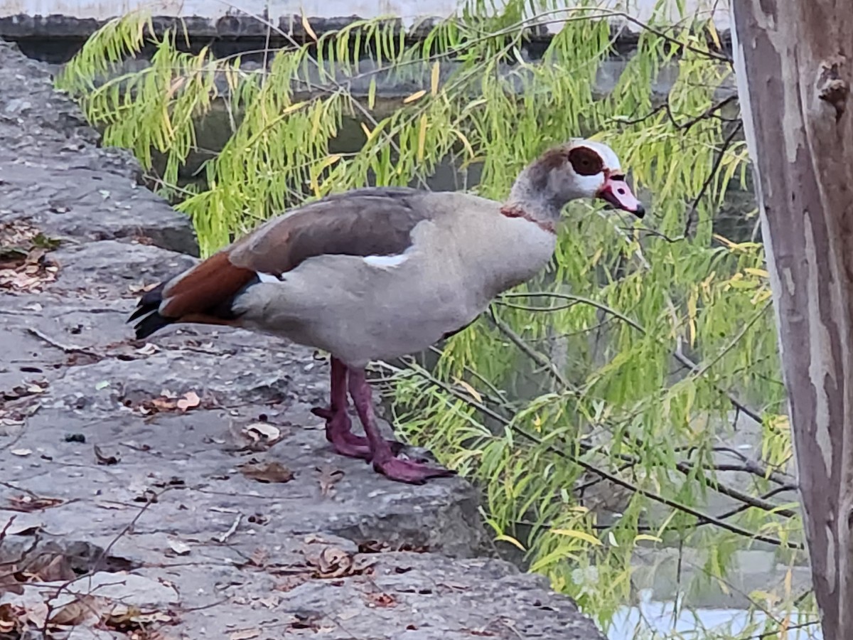 Egyptian Goose - ML640911993
