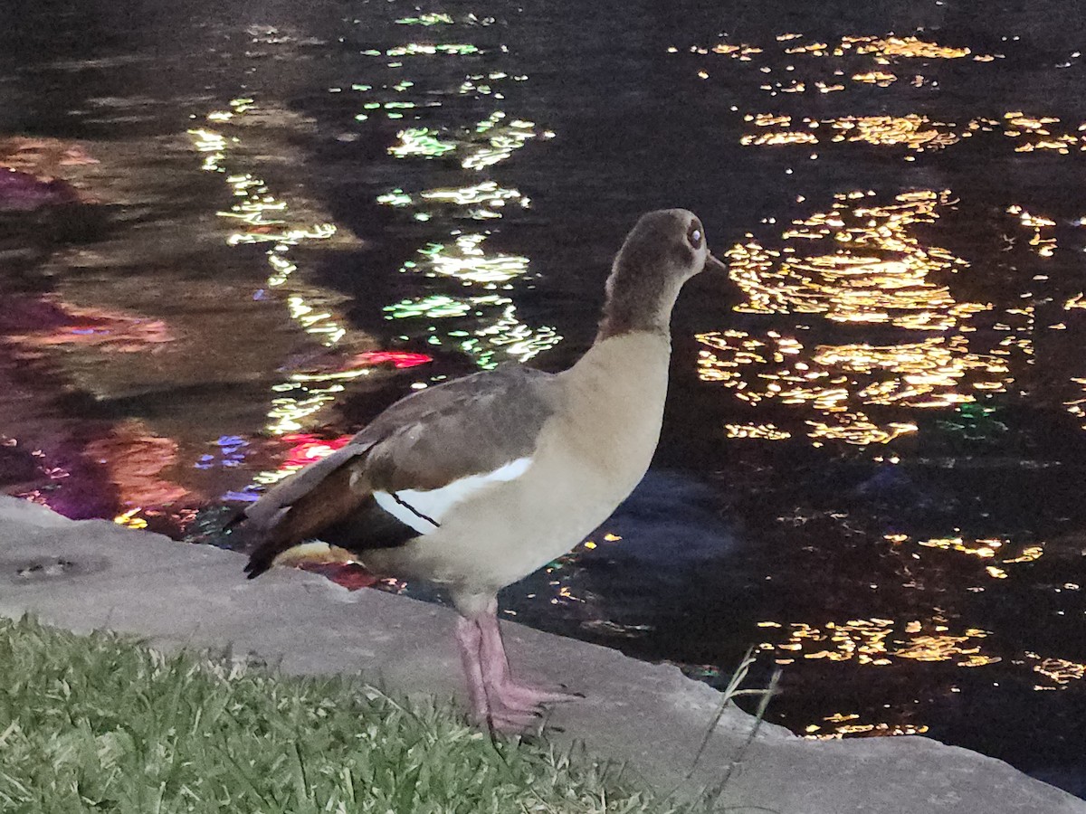 Egyptian Goose - ML640911994