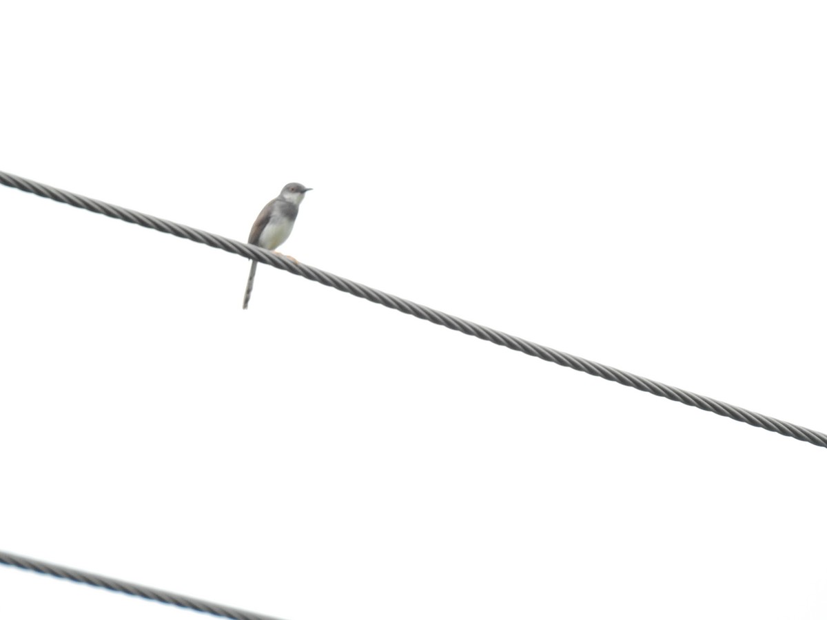 Prinia de Hodgson - ML640911998