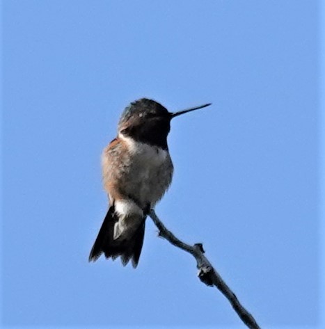 Hybride Colibri à gorge rubis x C. roux - ML640912043