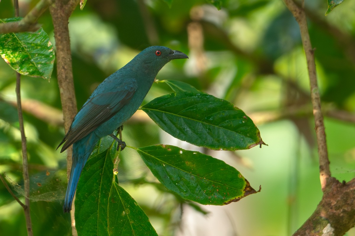 Asian Fairy-bluebird - ML640912045