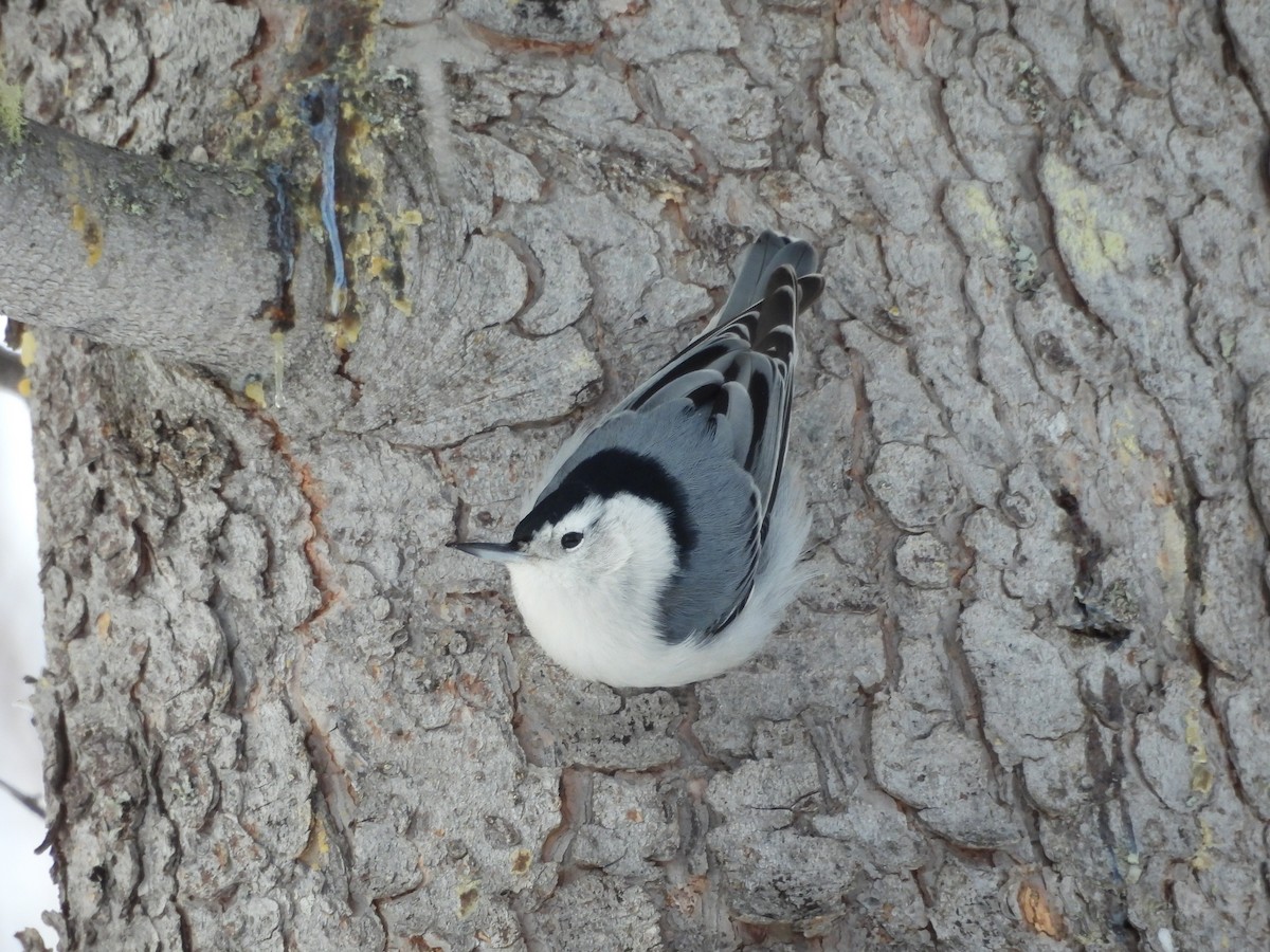 White-breasted Nuthatch - ML640912048