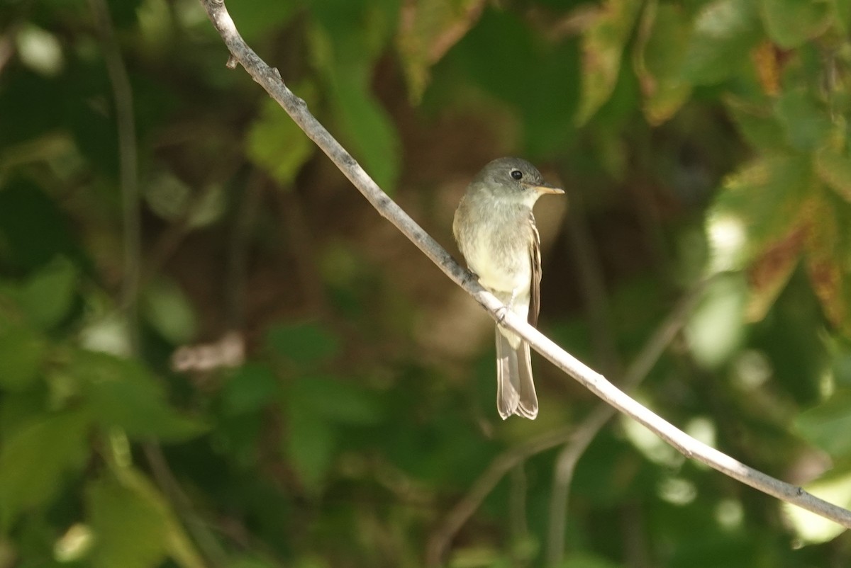 Eastern Wood-Pewee - ML640912061