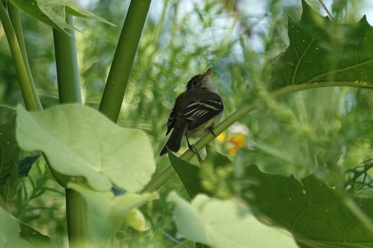 Empidonax sp. - ML640912067