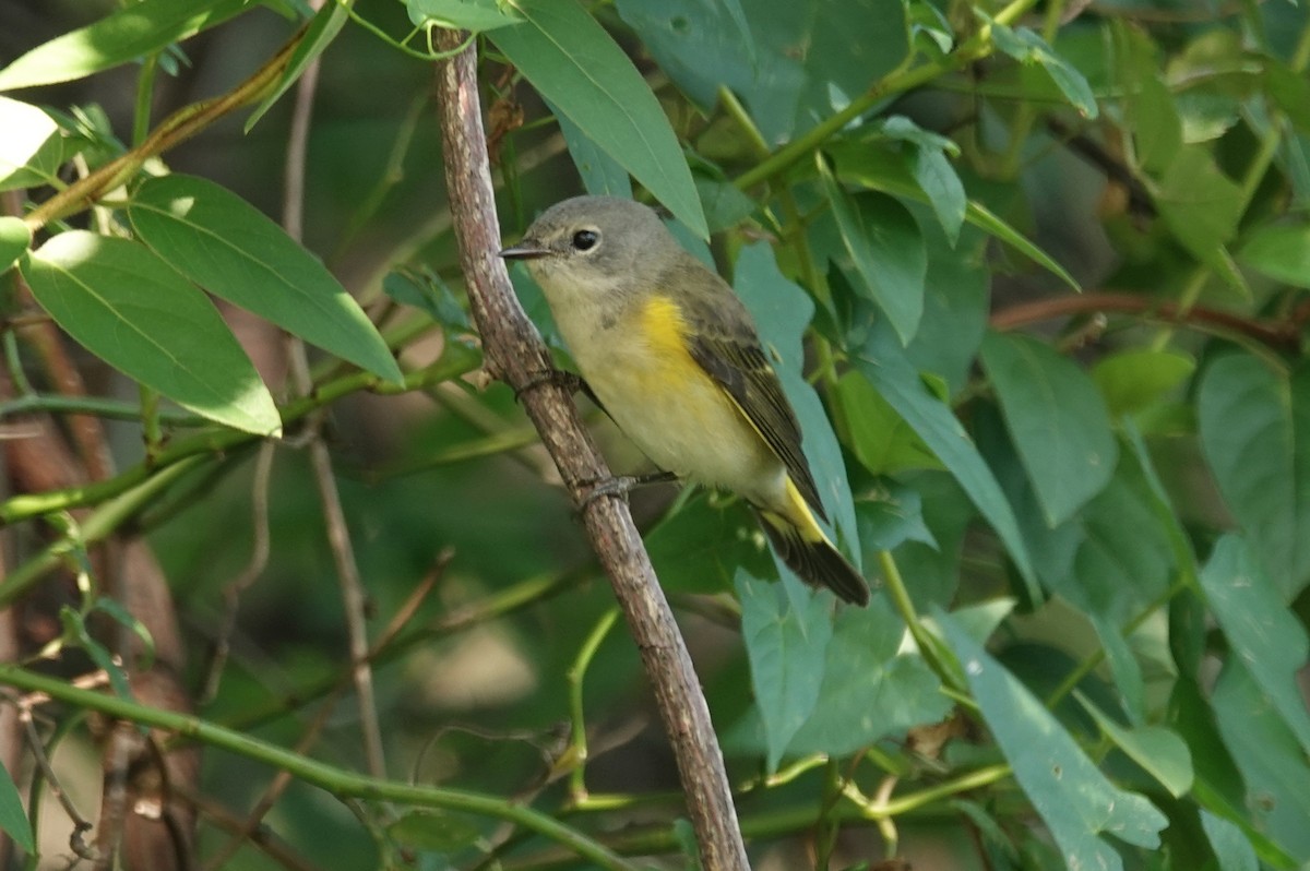 American Redstart - ML640912081