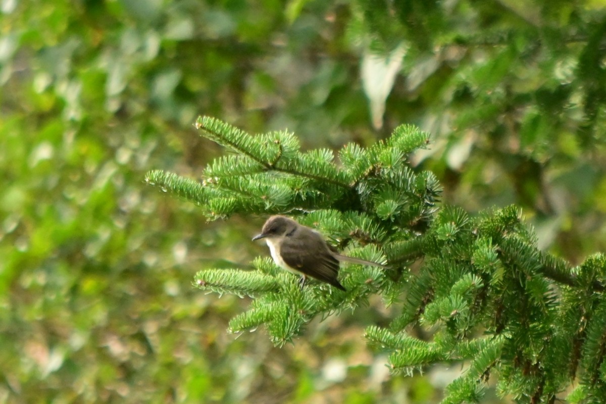 Eastern Phoebe - ML640912084
