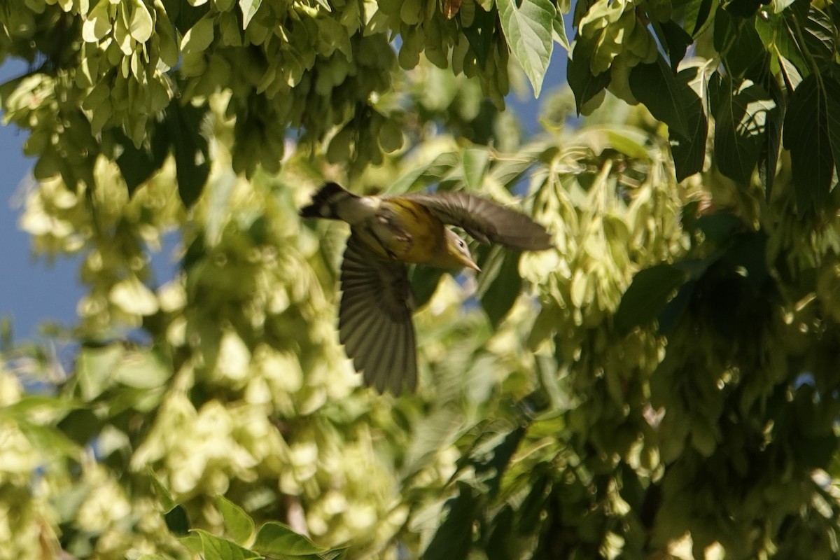 Magnolia Warbler - ML640912086