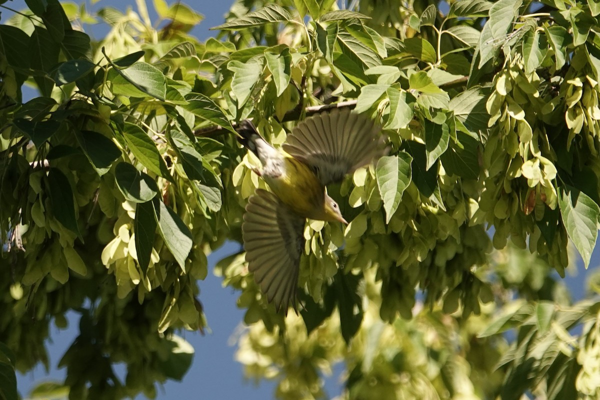 Magnolia Warbler - ML640912087