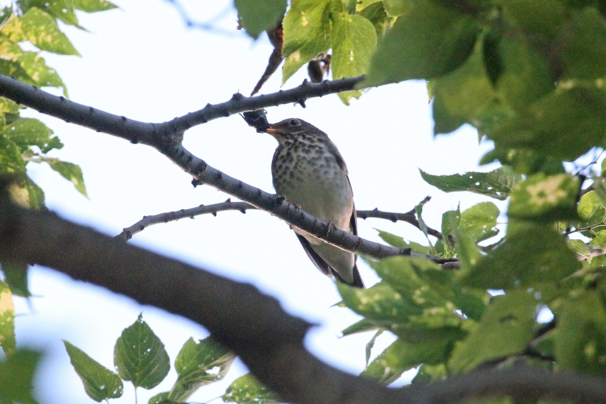 Swainson's Thrush - ML640912092