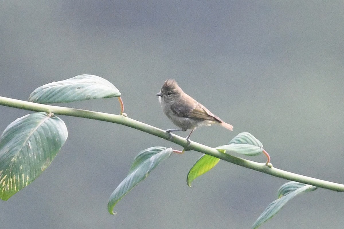 Yellow-browed Tit - ML640912106