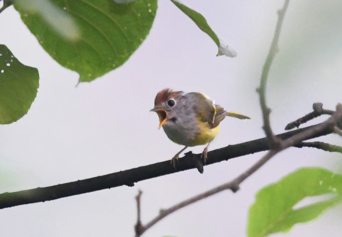 Chestnut-crowned Warbler - ML640912111