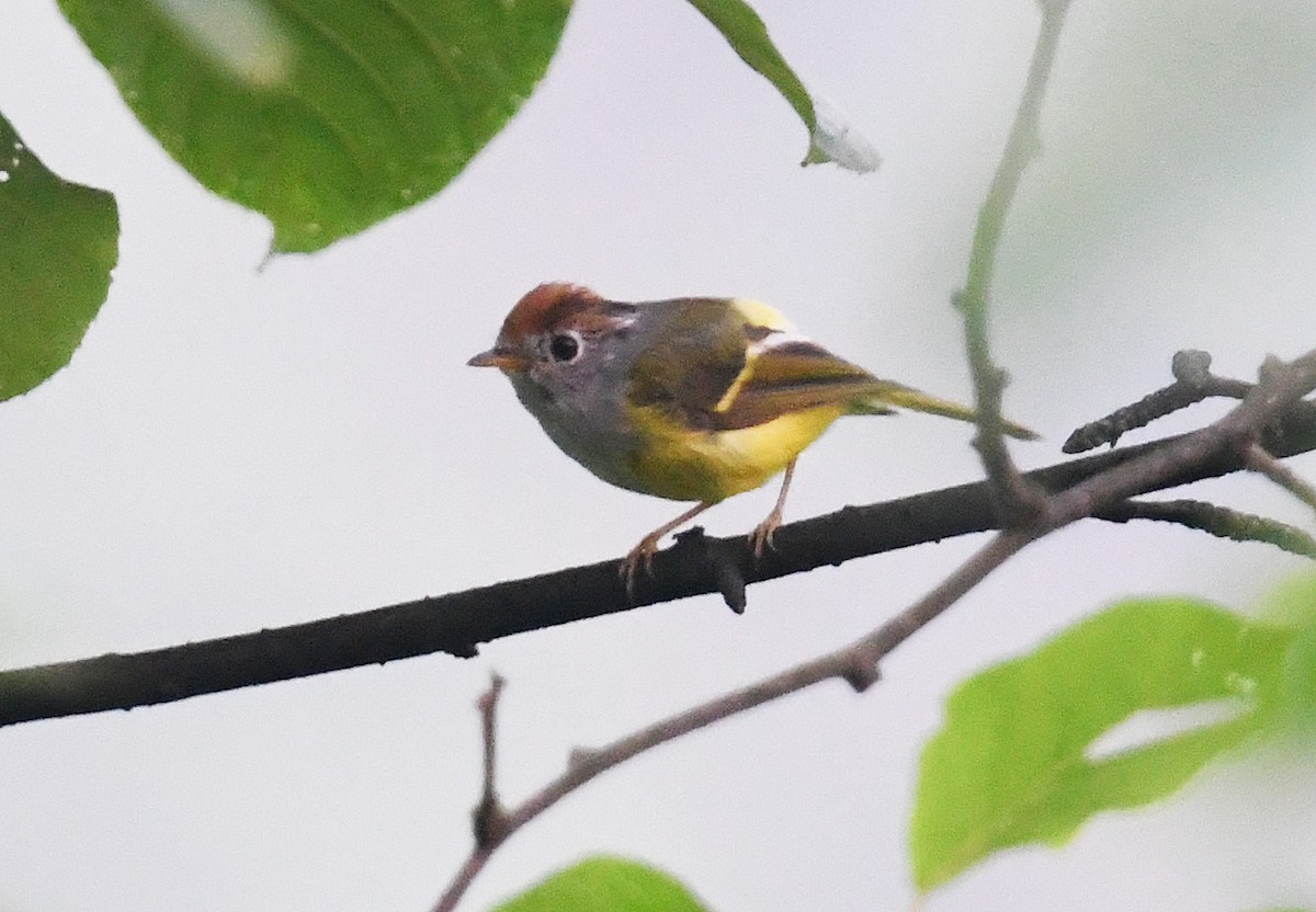 Chestnut-crowned Warbler - ML640912127