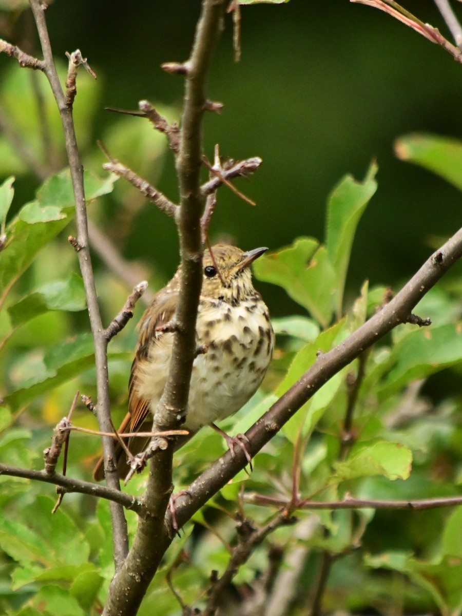 Hermit Thrush - ML640912133