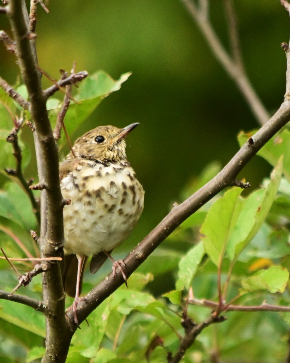 Hermit Thrush - ML640912150