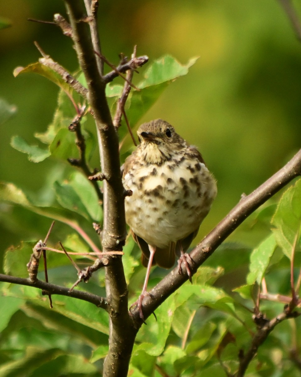 Hermit Thrush - ML640912174