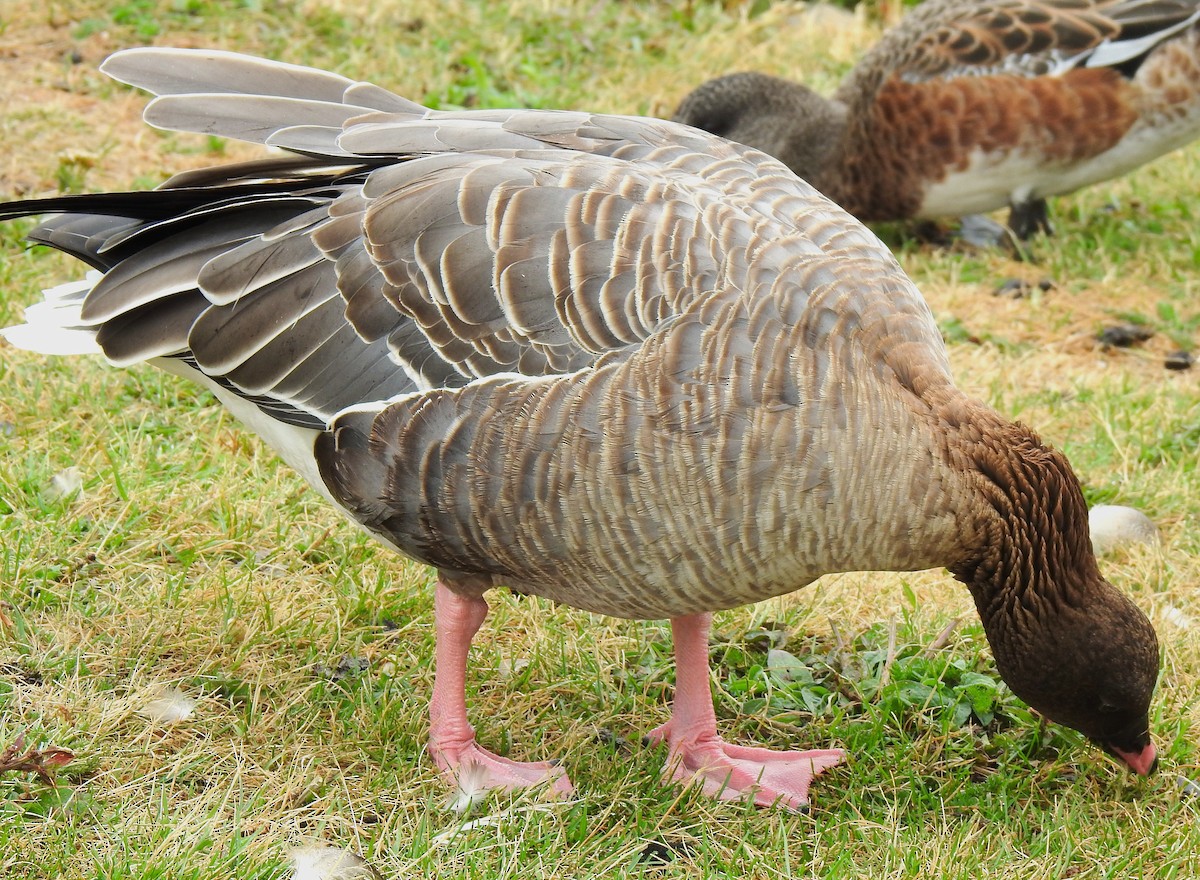 Oca zamperosee - ML640912181