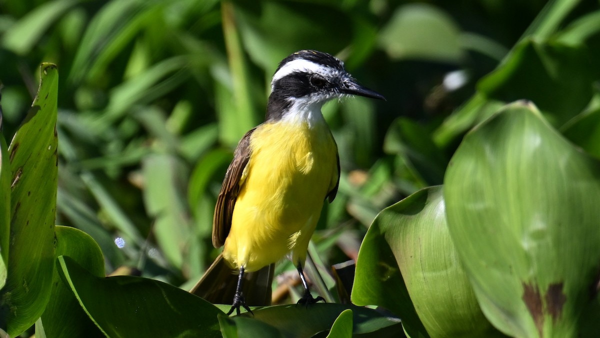 Lesser Kiskadee - ML640912183