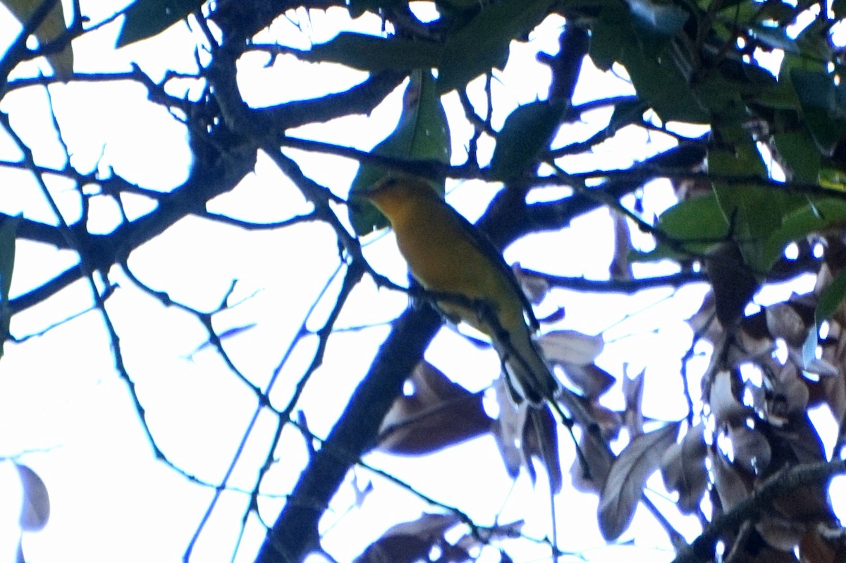 Prothonotary Warbler - ML640912184