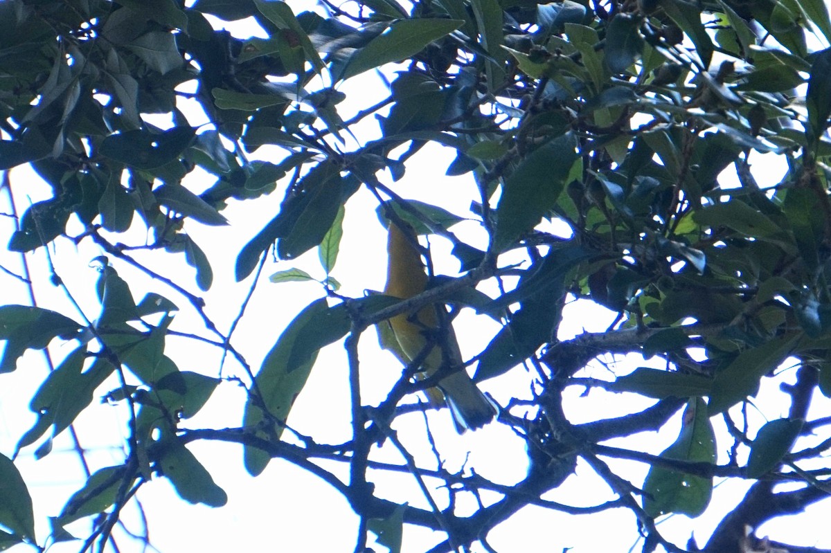 Prothonotary Warbler - ML640912185