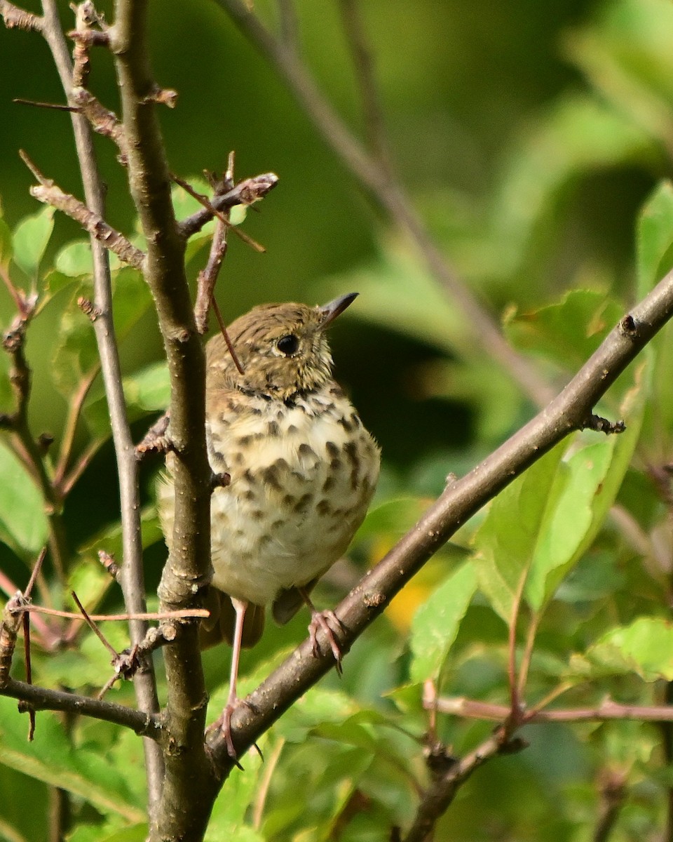 Hermit Thrush - ML640912196