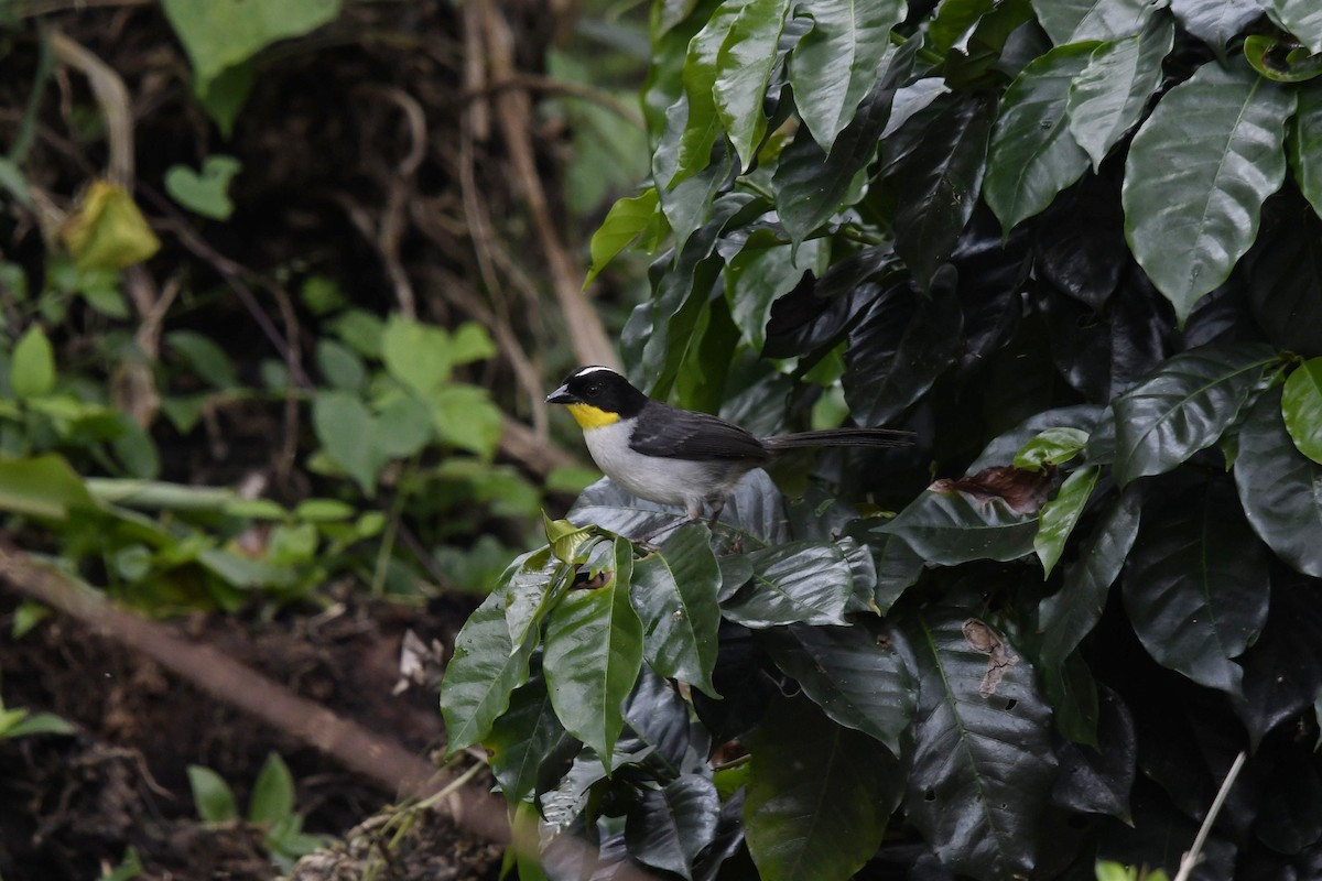 White-naped Brushfinch - ML640912197