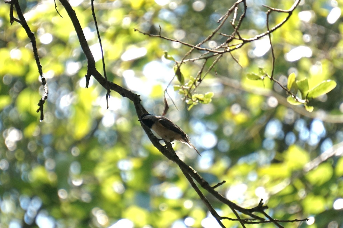 Carolina Chickadee - ML640912201