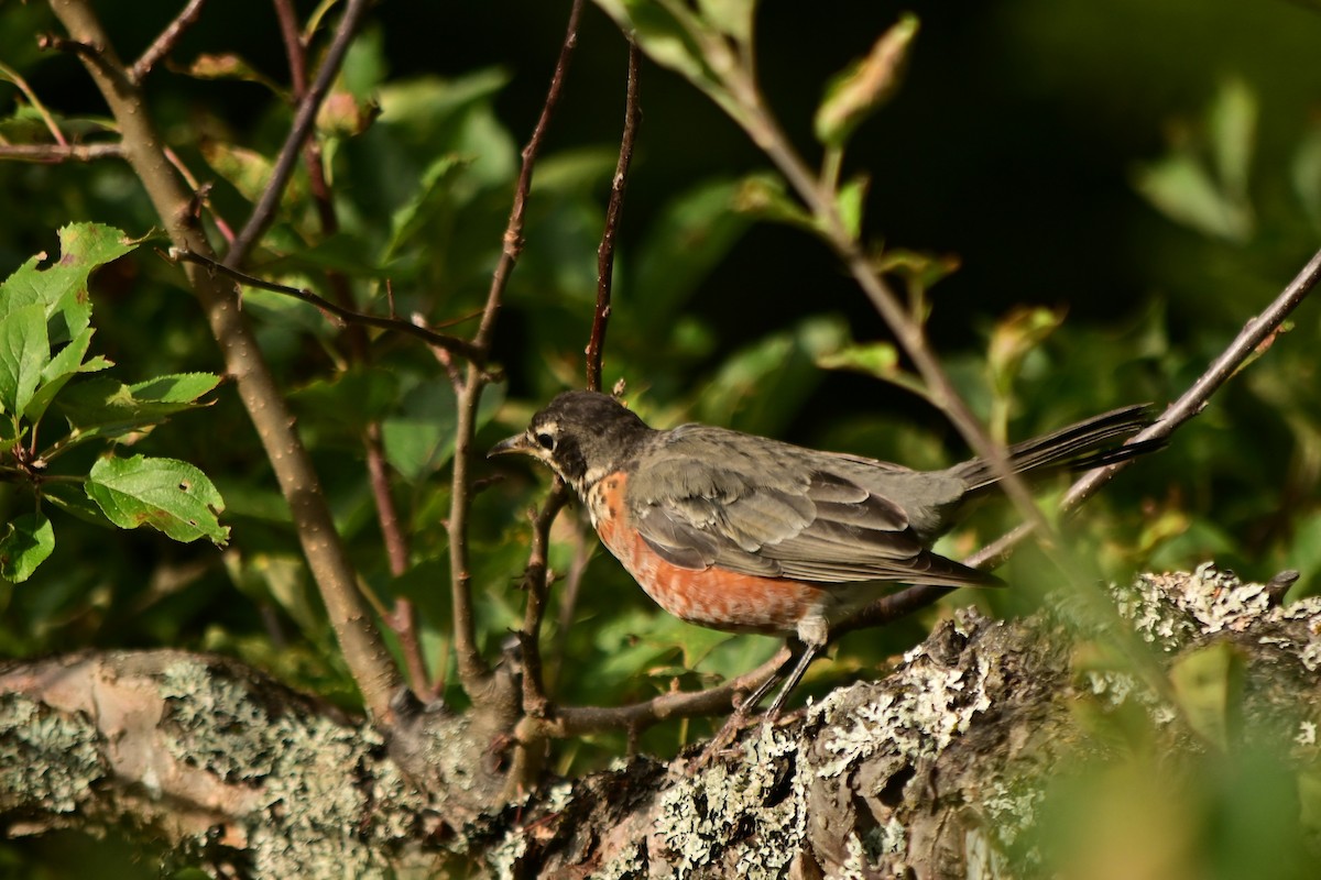 American Robin - ML640912206