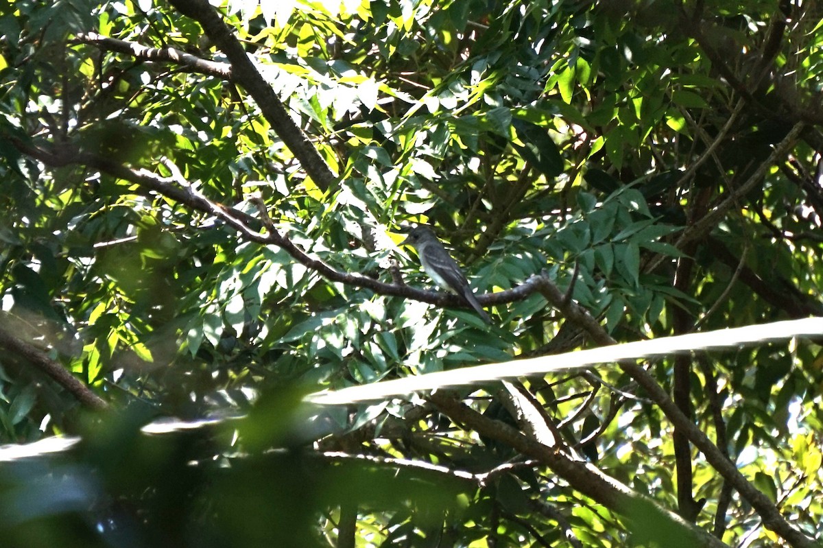 Eastern Wood-Pewee - ML640912272