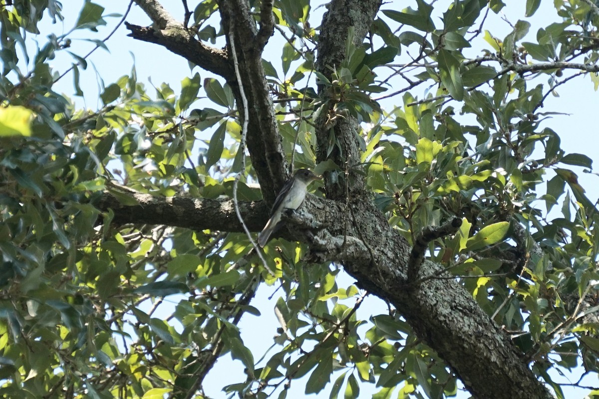 Eastern Wood-Pewee - ML640912273