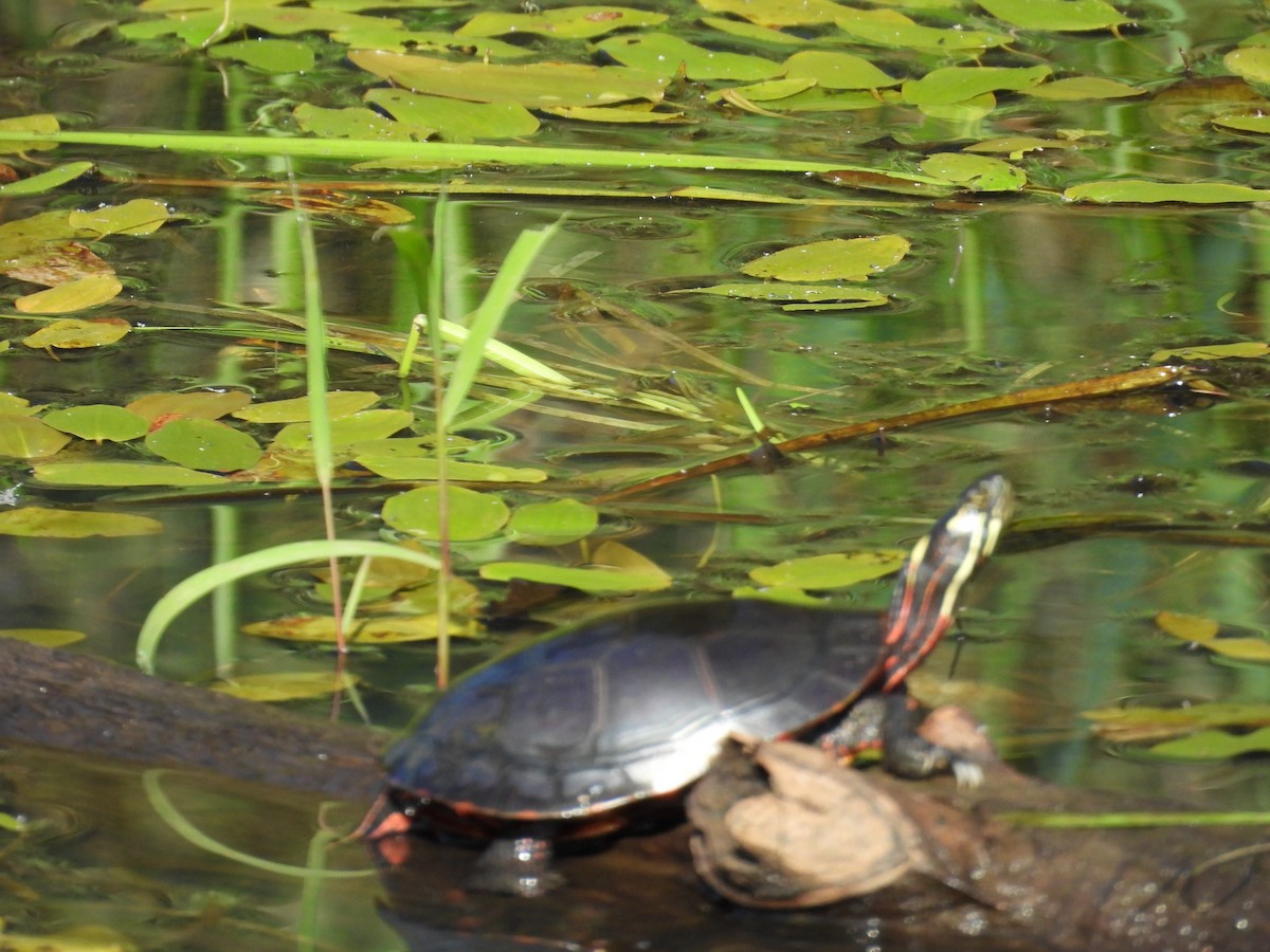 Painted Turtle - ML640912286
