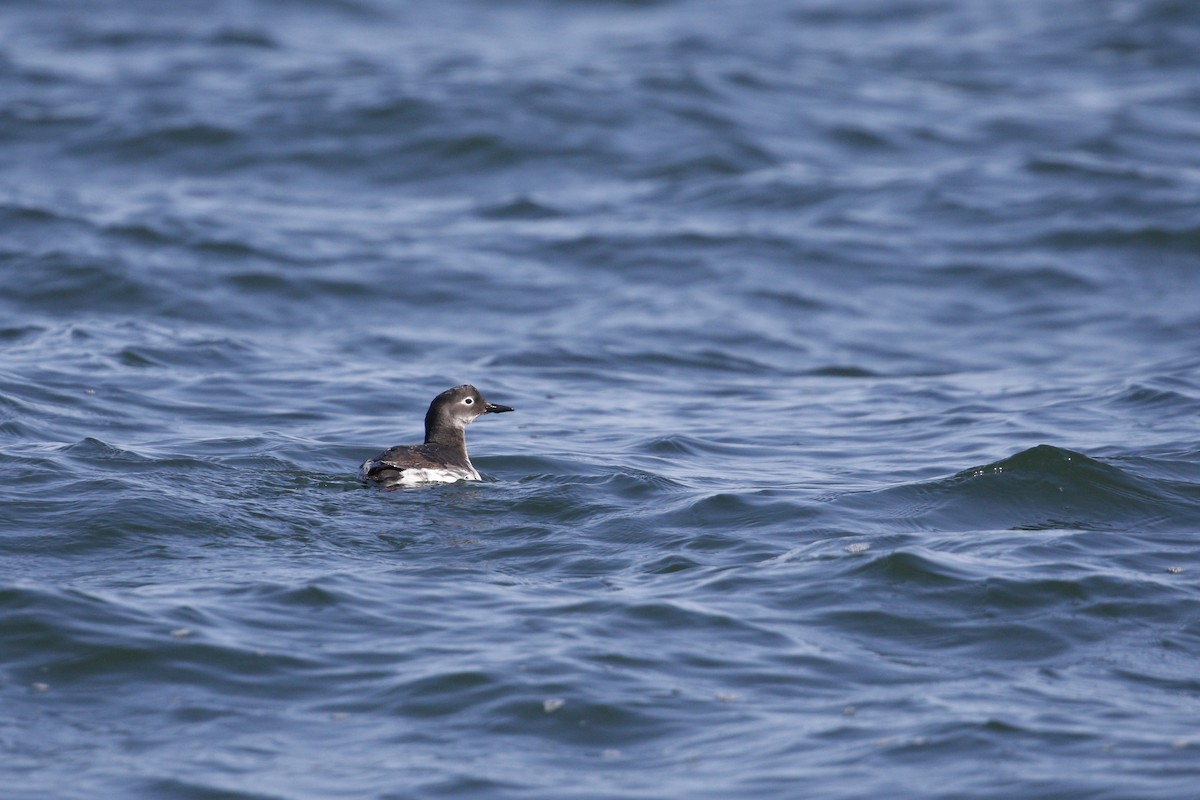 Spectacled Guillemot - ML640912288