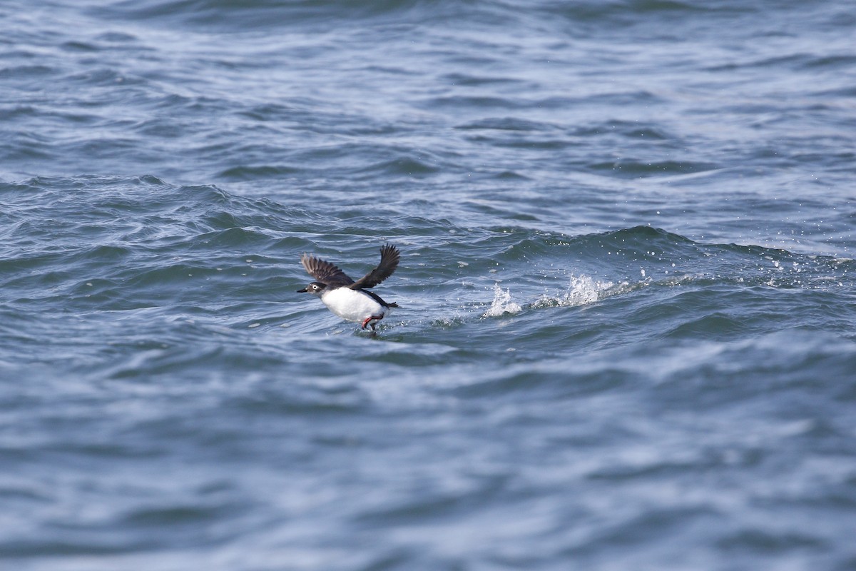 Spectacled Guillemot - ML640912289