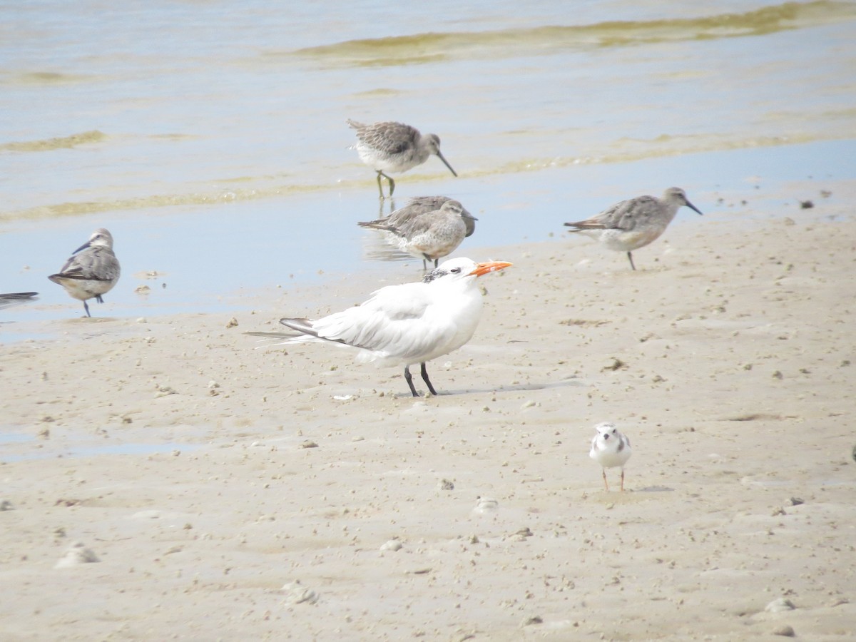 Royal Tern - ML640912296