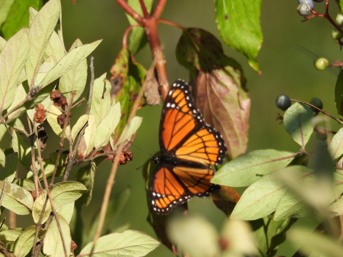 Monarch - ML640912324