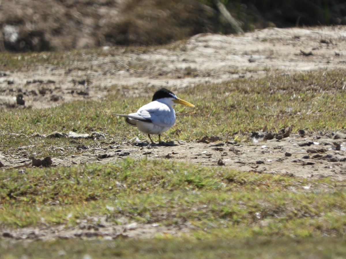 Yellow-billed Tern - ML640912359