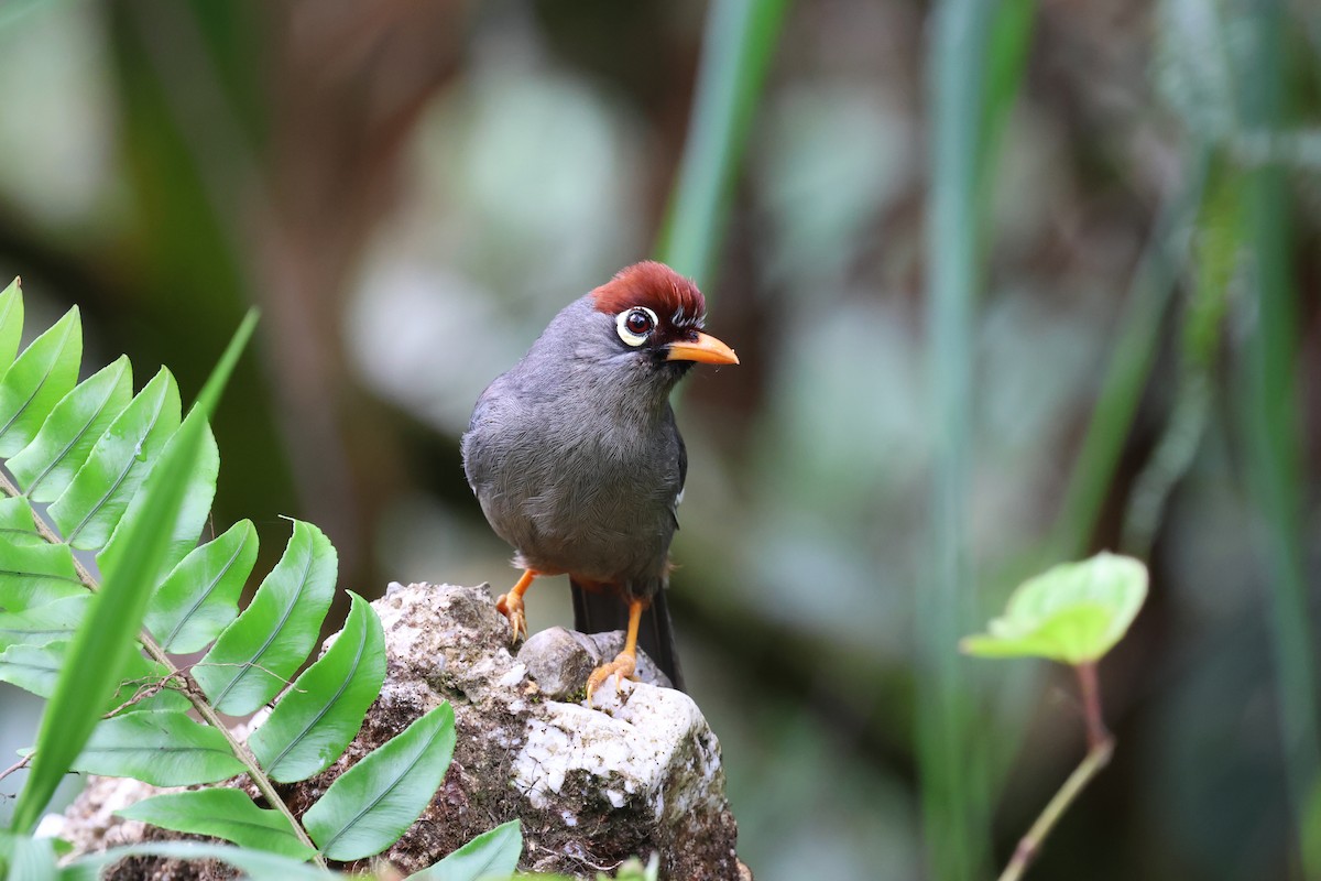 Chestnut-capped Laughingthrush - ML640912360