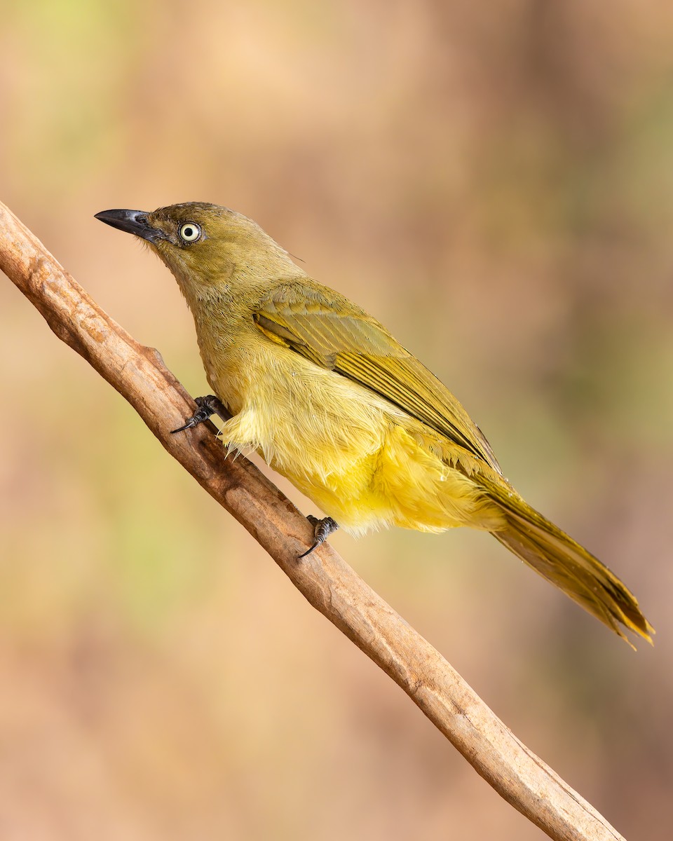 Sombre Greenbul - ML640912365