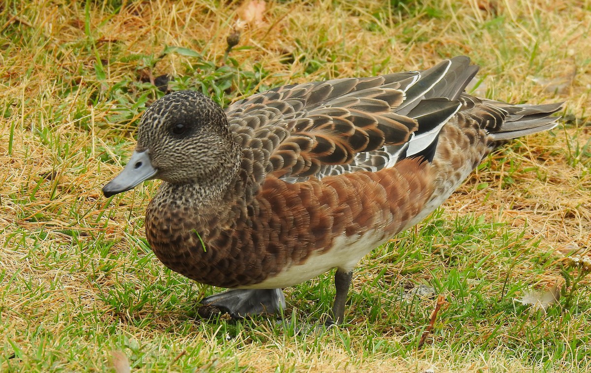 Fischione americano - ML640912368