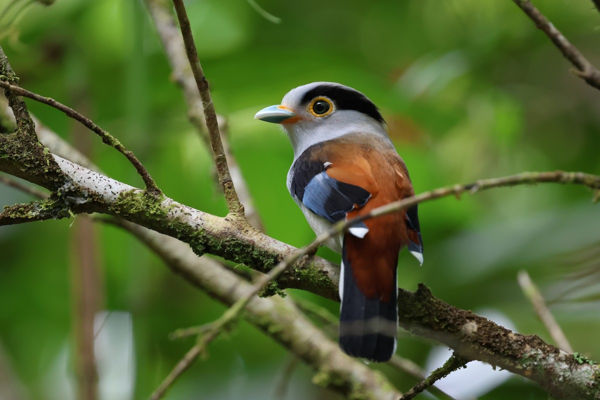 Silver-breasted Broadbill - ML640912373