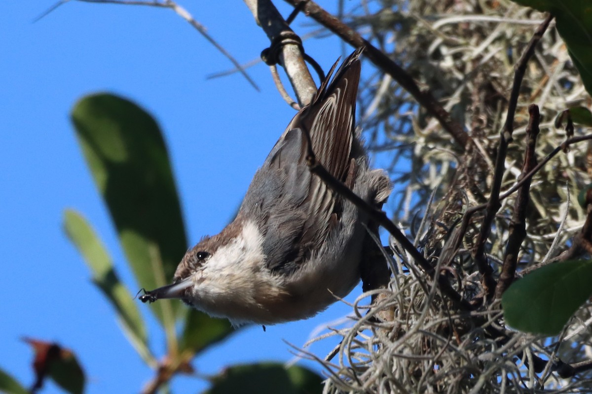 Brown-headed Nuthatch - ML640912379