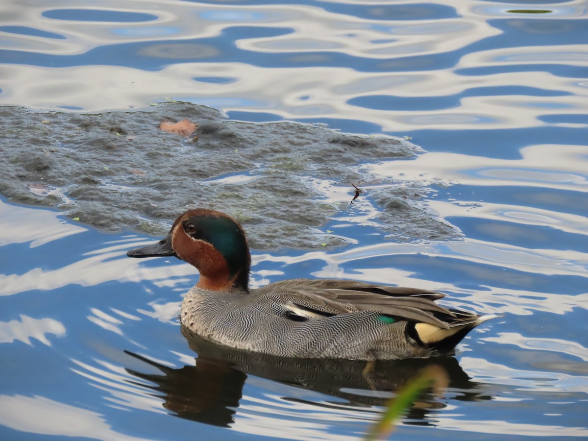 Ногоохон нугас - ML640912381