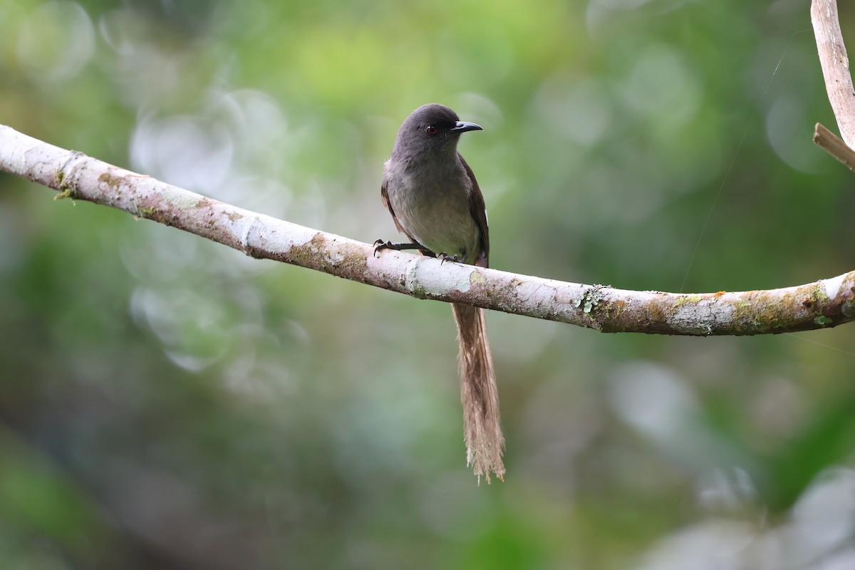 Long-tailed Sibia - ML640912399