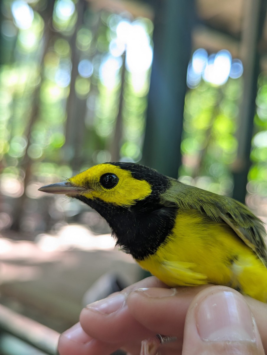 Hooded Warbler - ML640912412