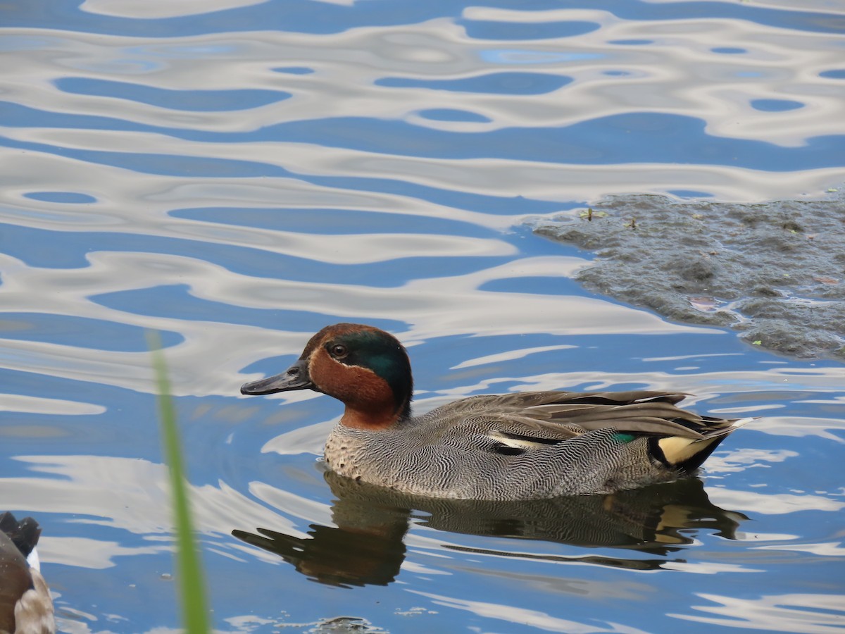 Ногоохон нугас - ML640912440