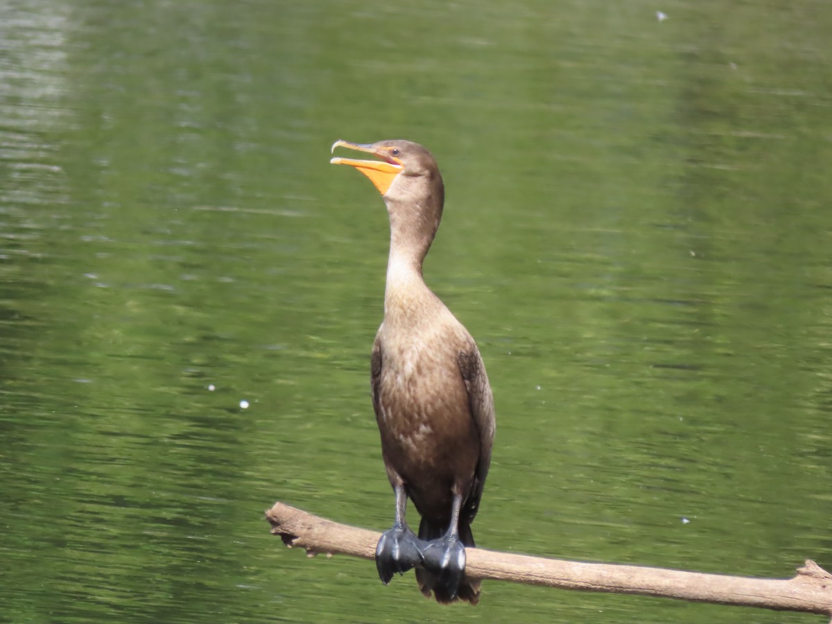 Double-crested Cormorant - ML640912464
