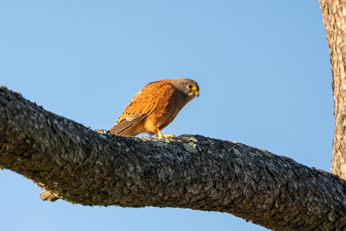 Rock Kestrel - ML640912469