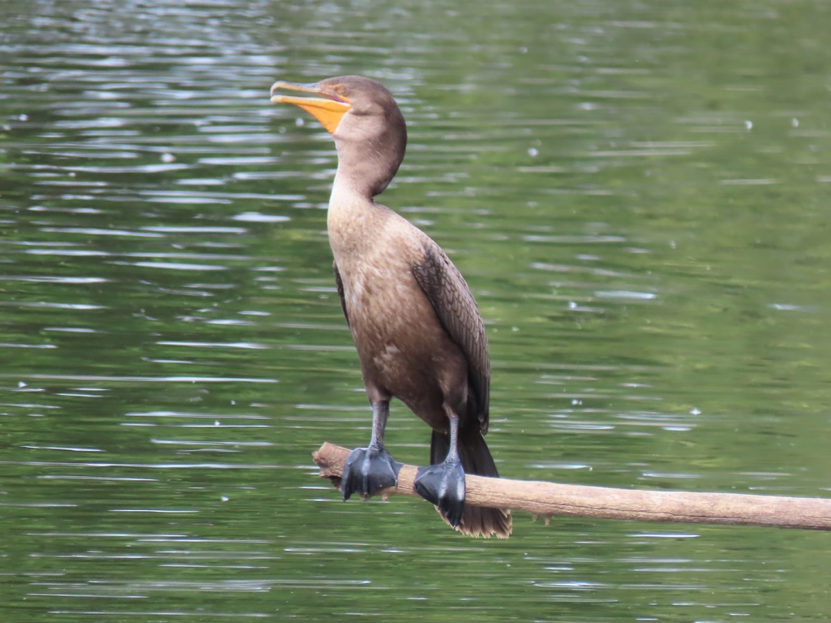 Double-crested Cormorant - ML640912488