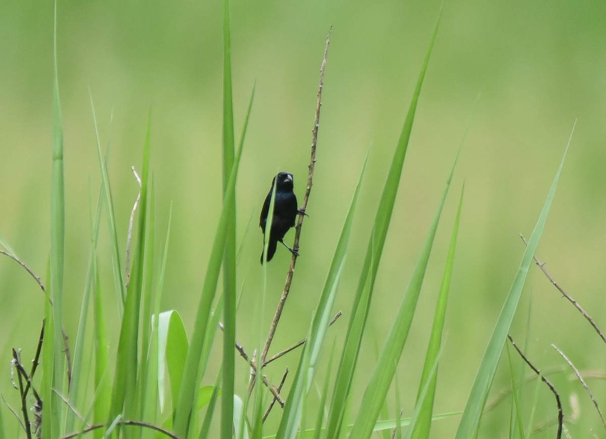Blue-black Grassquit - ML640912517