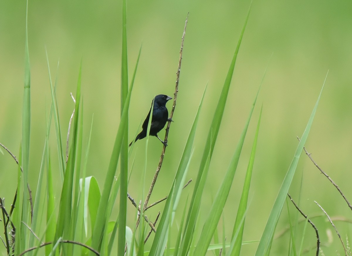 Blue-black Grassquit - ML640912518